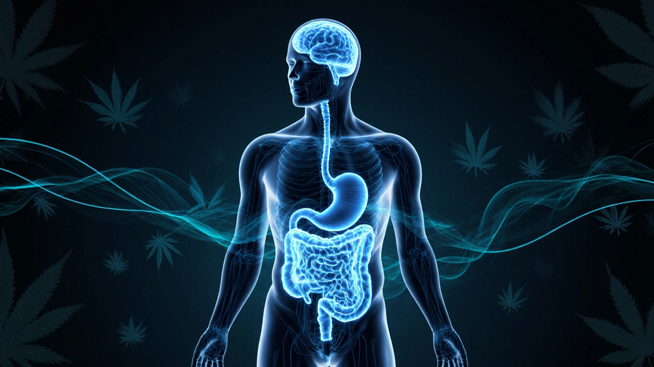 Silueta lidského těla s jemnými světelnými cestami symbolizujícími účinky CBD.