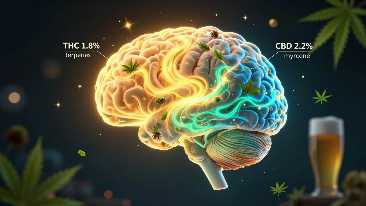 Ilustrace lidského mozku s dvěma protichůdnými cestami účinků THC a CBD, doprovázenými terpeny.