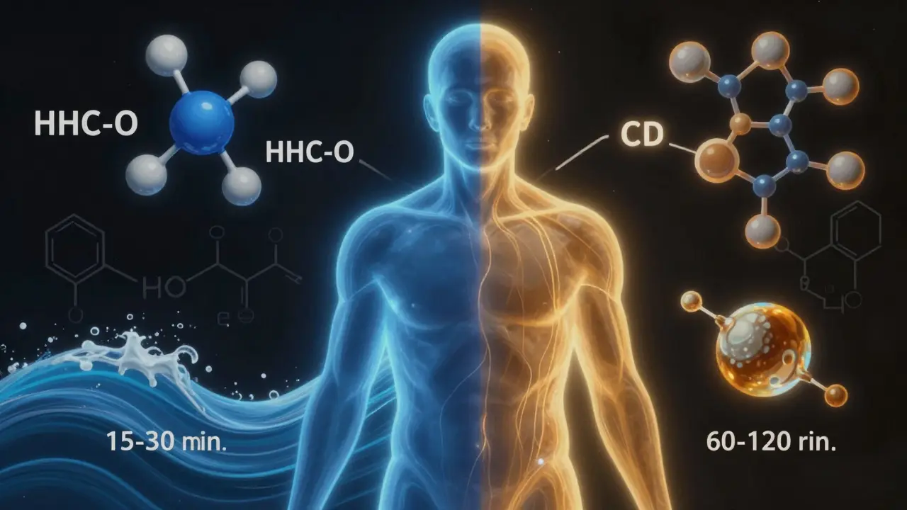 Koncepční obrázek dvou cest účinku HHC-O v těle: rychlá a pomalá.