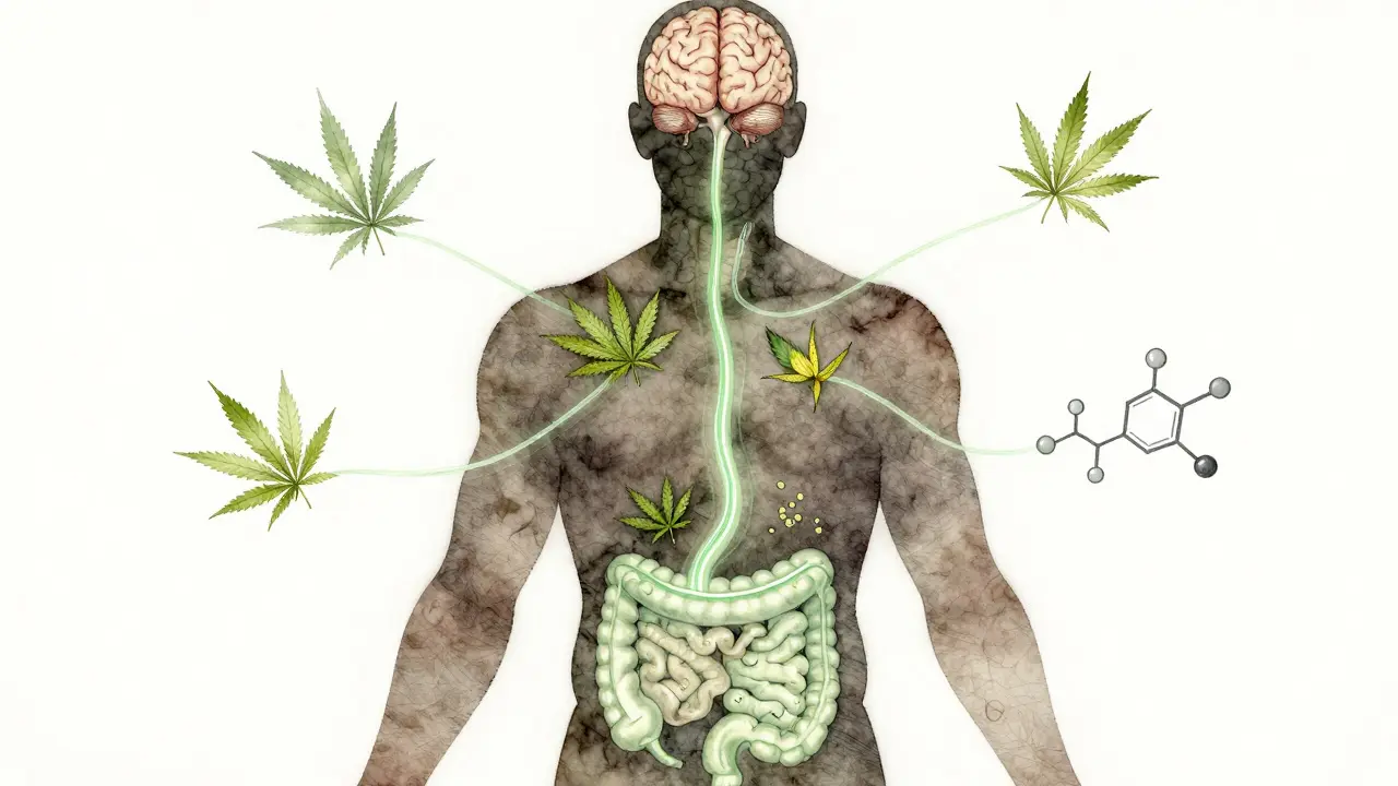 Silueta lidského těla s třemi světelnými cestami spojujícími mozek, páteř a břicho s CBD účinky.