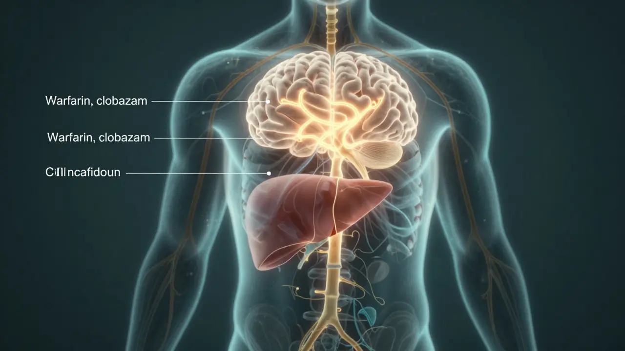 Translucentní lidské tělo s osvětlenými cestami endokannabinoidního systému a interakcemi s léky v játrech.
