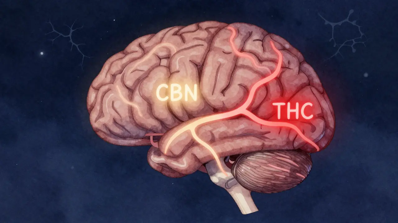 Schematický obraz mozku s jemně svítícími cestami, kde CBN aktivuje oblasti spánku.