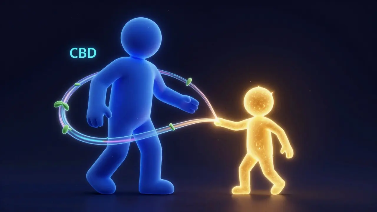 Konceptuální ilustrace entourage efektu znázorňující synergiu CBD a THC.