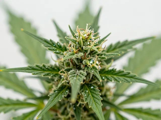 THCV vs. THCa: V čem je rozdíl a který kanabinoid vybrat?