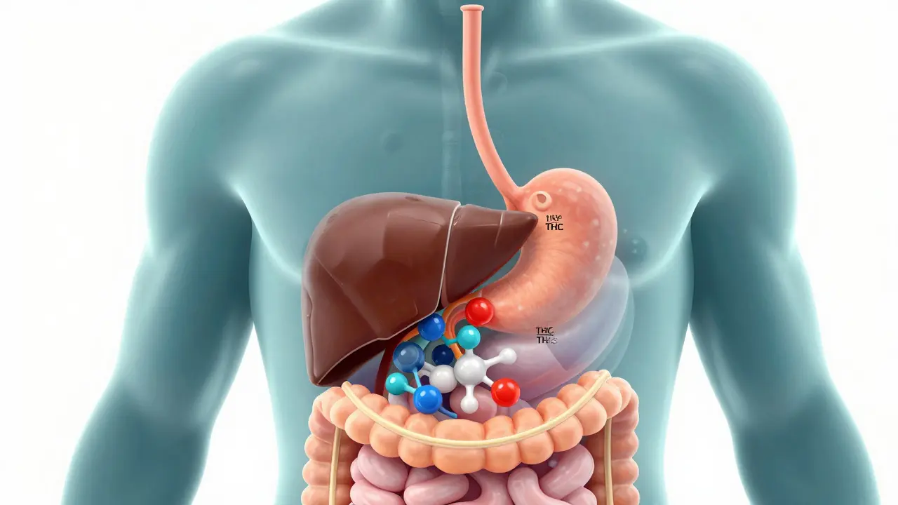 Ilustrace trávicího procesu ukazující přeměnu THC v játrech na silnější metabolit.