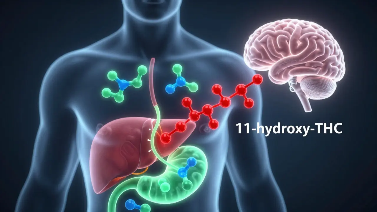 Abstraktní zobrazení metabolismu THC v těle