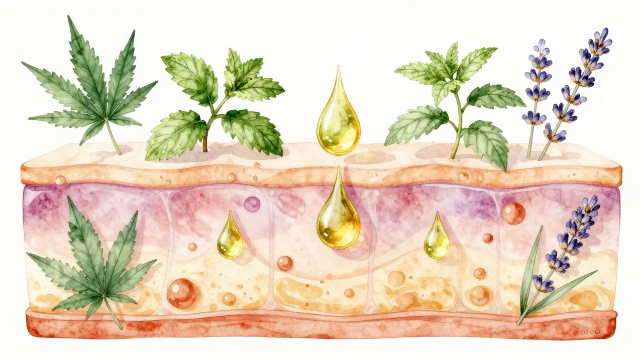 Ilustrace pronikání CBD oleje do vrstev kůže s bylinnými motivy